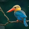 Lednacek gurial - Pelargopsis capensis - Stork-billed Kingfisher 9993